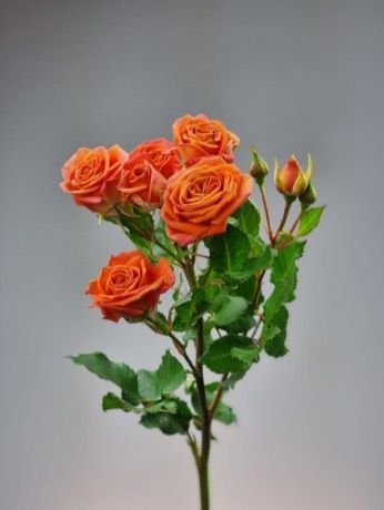 Голландская спрей роза - соберите букет