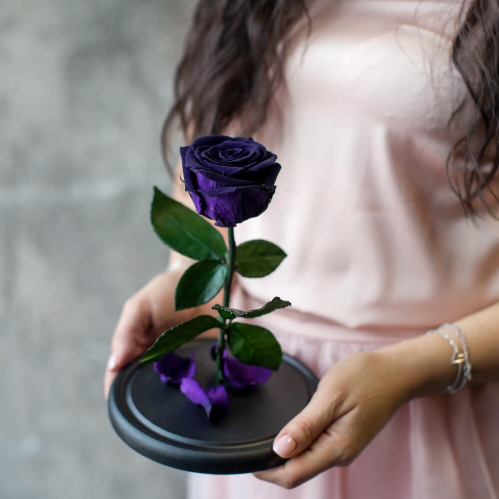 Темно-фиолетовая роза в колбе
