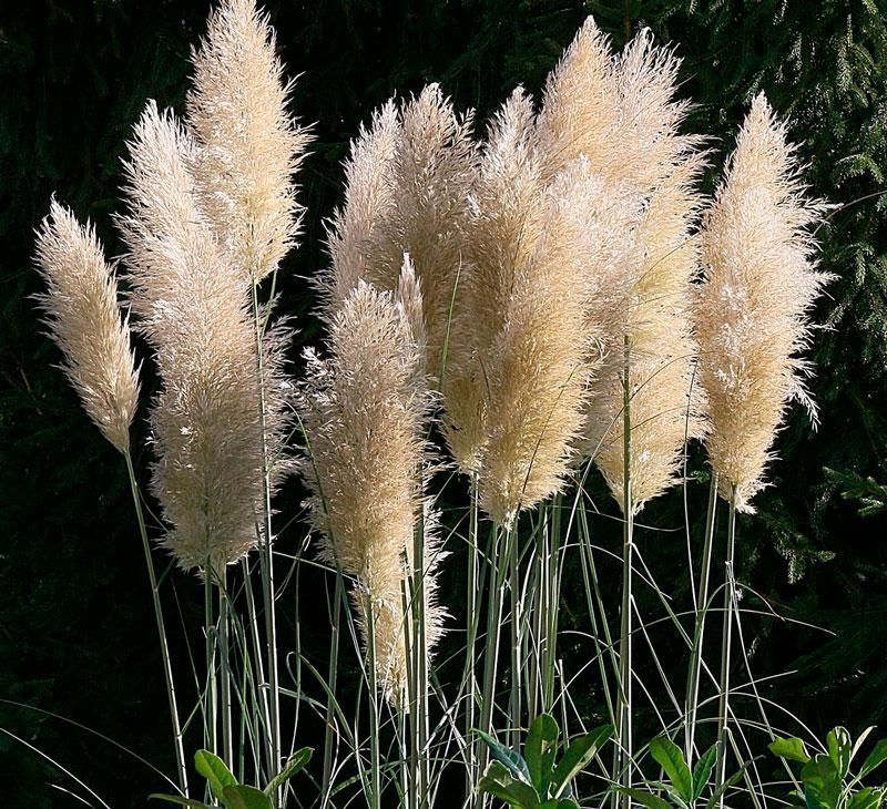 Кортадерия - соберите букет