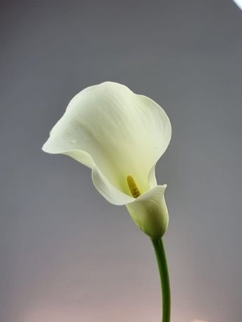 Каллы (местные) - соберите букет