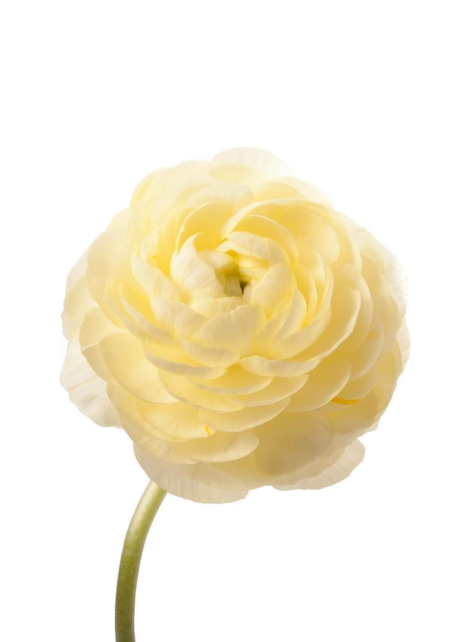 Ранункулюс (местный) - соберите букет