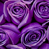 Букеты фиолетовых роз