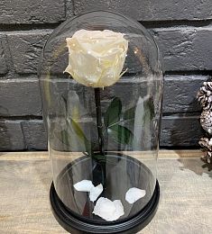 Белая роза в колбе "For Love"